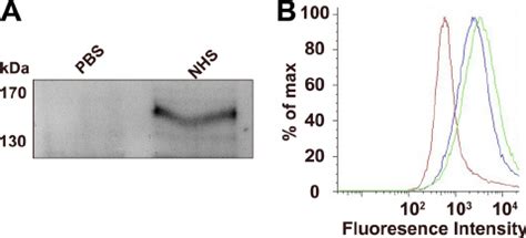 R Conorii Interacts With Complement Factor H A R Conorii Was