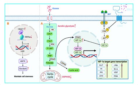 Bioenergetic Propensity Of Hcc Cells To Utilize Glycolysis Is