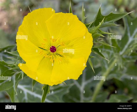 Mexican poppy hi-res stock photography and images - Alamy