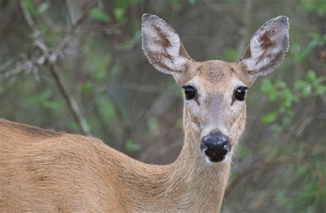 White Tailed Deer Odocoileus Virginianus Download Scientific Diagram