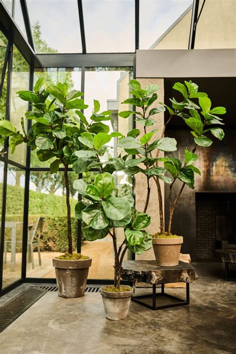 Ficus Lyrata Kunstplant Topkwaliteit Kunstplant Van Silk Ka