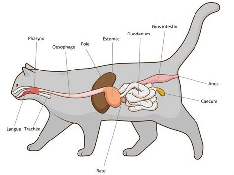 L Appareil Digestif Du Chat Morphologie Des Chats