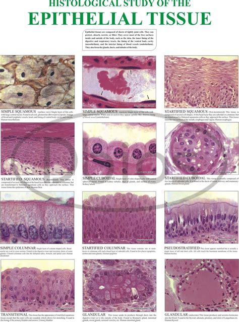 Epithelial Tissue Histology Worksheet Images And Photos Finder