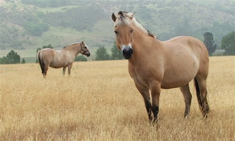 Horses For Sale New Zealand Fjord Horses