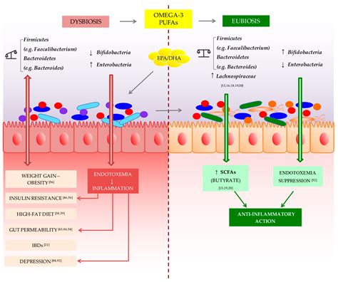 IJMS Free Full Text Impact Of Omega 3 Fatty Acids On The Gut Microbiota