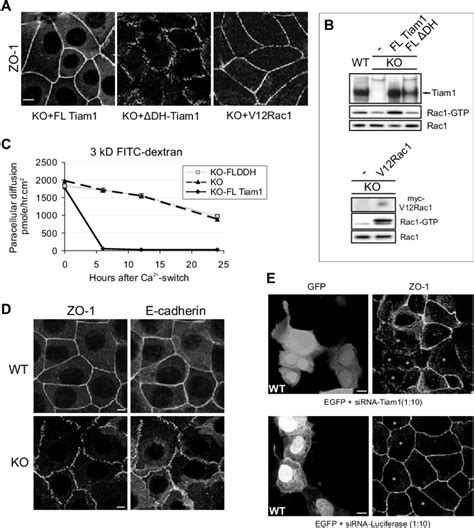 Tiam1 Signaling To Rac Is Required For Junction Maturation And TJ