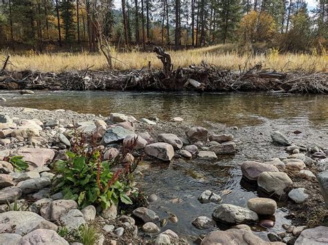 Hope For A Dammed Stream Watching Rattlesnake Creek Change