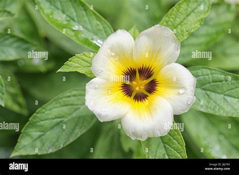 Turnera Subulata Or White Sage Rose Flower In The Morning At Public