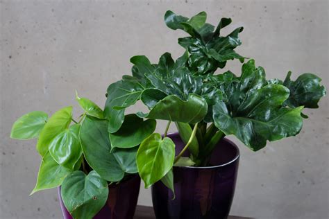 10 Toxic Houseplants That Are Dangerous For Children And Pets Dengarden