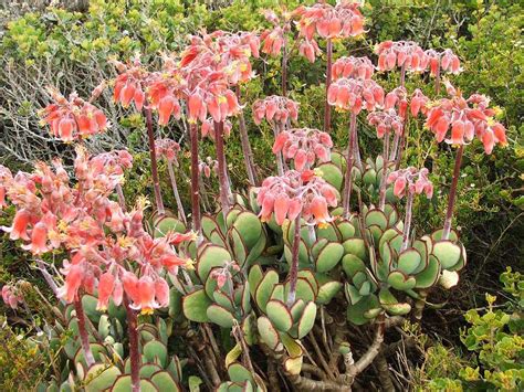 Cotyledon (genus) - Wikiwand