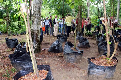 Programa de Reforestación de Bosques de Guanacaste en la Región de