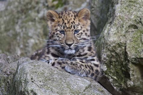 Amur Leopard - A-Z Animals