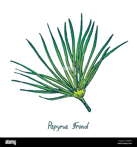 Papyrus Leaf (Cyperus papyrus, Gift of the Nile), hand drawn doodle ...