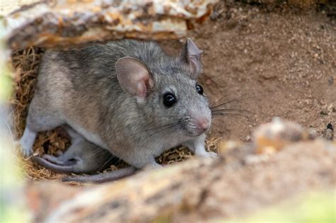 Wood Rats San Mateo County Mosquito And Vector Control District