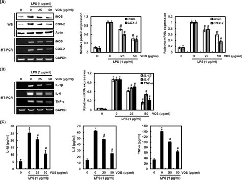 Effect of VOS on the expression of iNOS COX 2 IL 1β IL 6 and TNF α