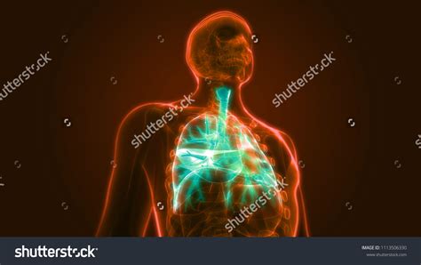 Human Respiration System Lungs Anatomy 3d Stock Illustration 1113506330