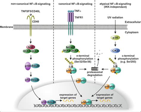 Frontiers Nf B In Neurodegenerative Diseases Recent Evidence From