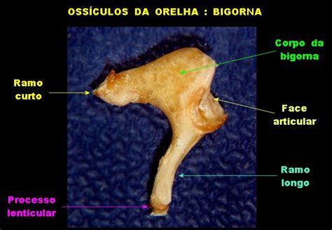 Schenkel Methode Privilegiert Osso Martelo Onde Fica Bakterien Bezeugen