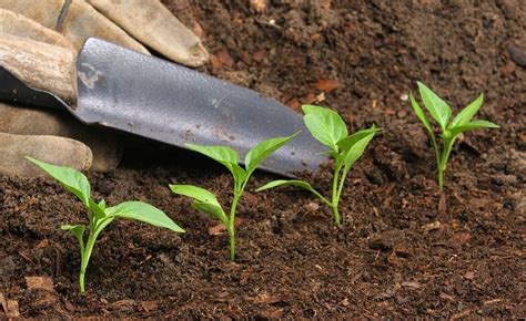 Aprend A Preparar Abono Casero Para Tus Plantas