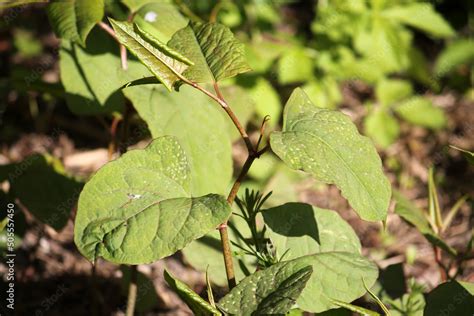 Young Sprout Fallopia Japonica Or Japanese Knotweed Plant In Garden