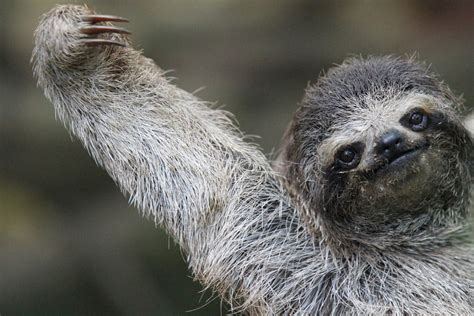 Pygmy Three Toed Sloths Descubra O Conforto E A Praticidade Da Kto