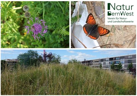 Naturbeobachtung Aktion Invasive Neophyten Mitten Im Westside