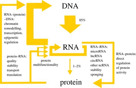 Rnaprotein Interactions Disorder Moonlighting And Junk Contribute To