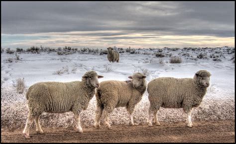 Sheep Escape By Lidarman On Deviantart