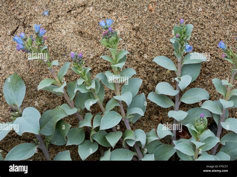 Oyster Plant Mertensia Maritima On Sandy Beach Circumboreal