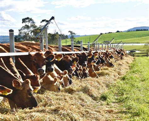 Jersey Most Profitable and Sustainable Cow Project – Jersey Australia