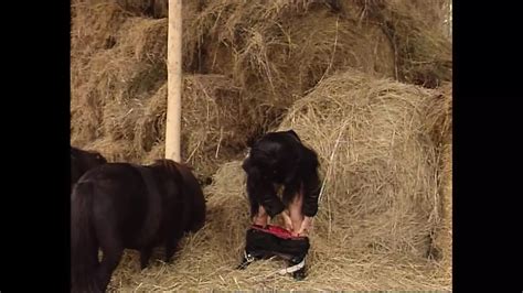 Valentine Demy Porn Videos Porn Star Sex Scenes Xhamster