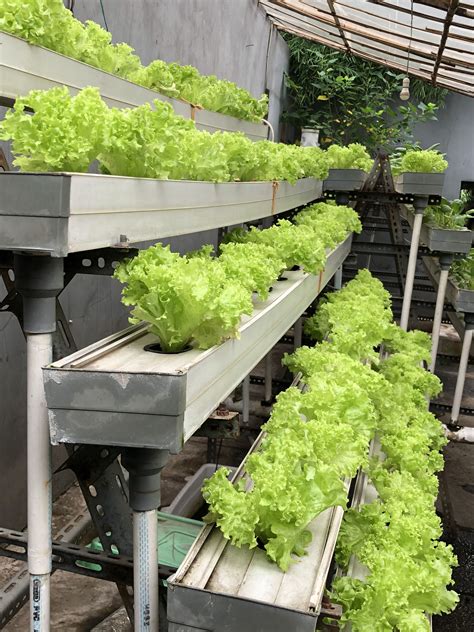 Bok Choy Cultivation Using Hydroponic System Artofit