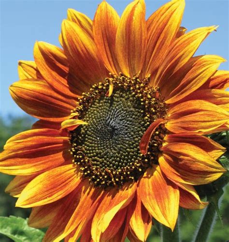 Autumn Beauty Sunflower Mix Seeds Heirloom Organic Multiple | Etsy