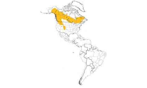 Dendroica Canada Boreal Owl Aegolius Funereus