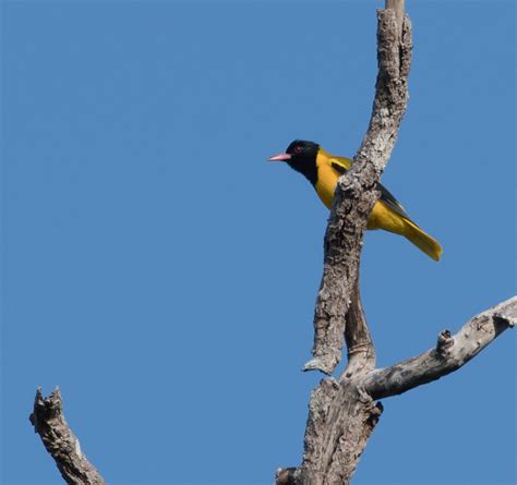 Black Hooded Oriole Oriolus Xanthornus Bird Images Flickr