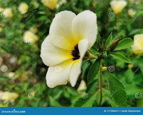 Closeup Beautiful White Of Turnera Subulata Flower On Green Leaves