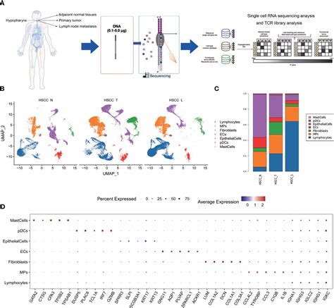 Frontiers Single Cell Rna Sequencing Reveals Tumor Immune