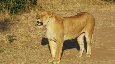 Lioness With An Injured Leg At Masai Mara Kenya Stock Image Image Of