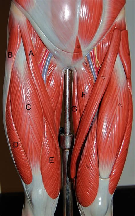 Anatomy Of The Human Leg Muscles