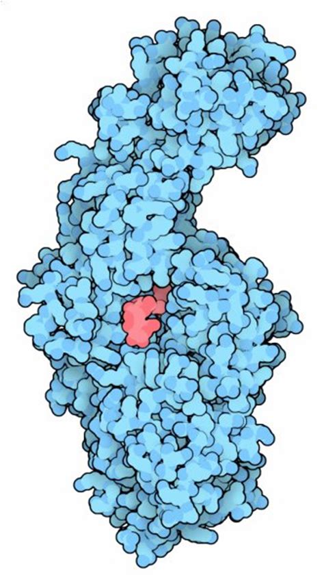 PDB 101 Molecule Of The Month Glucansucrase