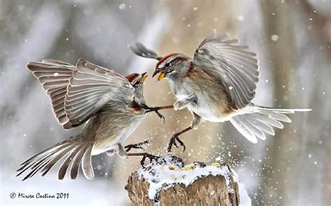 Fighting Sparrows Bird Photography Birds Bird Photo