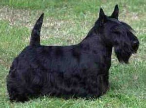 Scottish Terrier Training Tips - Sharda'sDog World