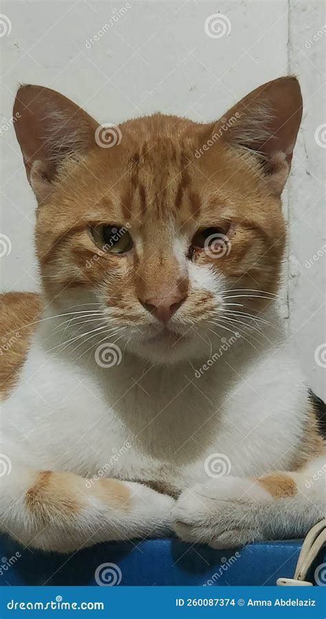 Cairo Egypt Stock Photo Image Of Wildcat Egypt Whiskers 260087374