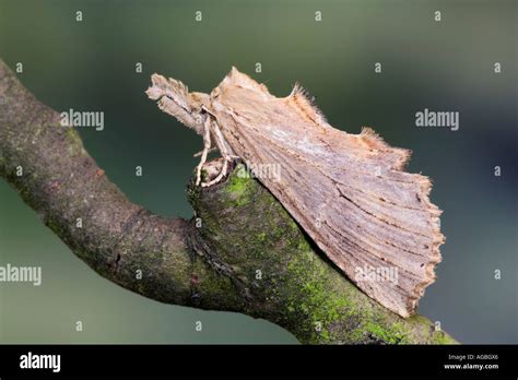 Pale Prominent Pterostoma Palpina At Rest On Twig Showing Markings