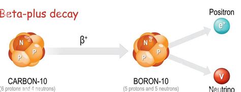 Beta Decay Types Examples And Fermis Theory