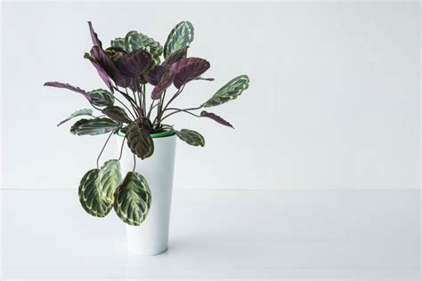 Best Purple House Plants Types And Growing Tips Petal Republic