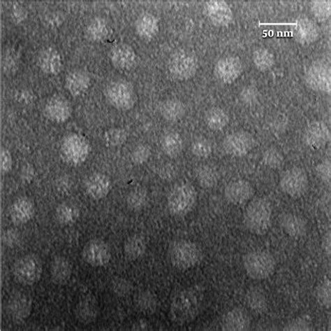 Advanced Nanocarrier Featuring Exosomes And Carbon Quantum Dots Offers