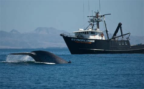 The Impacts of Noise Pollution on Marine Species | Earth.Org