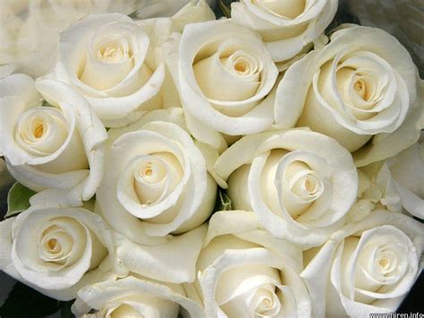 White Rose Wallpapers - Wallpaper Cave