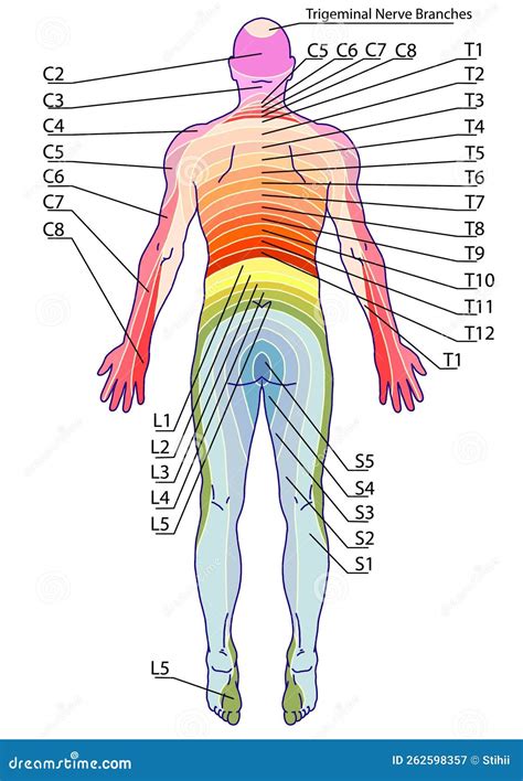 Board Human Sensory Innervation System Posterior Stock Illustration